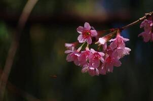 Phaya suea krong flor un de cerca de un rosado flor con un Derretido antecedentes foto