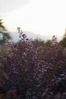 lavanda campo a puesta de sol el cielo es oscuro y sombrío. foto