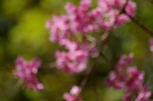 Blurred image of pink flowers on green background photo