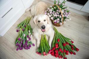 Puppy labrador retriever lies on the floor in tulips of different colors in the kitchen. Red flowers photo