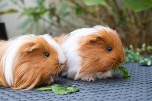 Guinea Pigs Eating Greens on Wicker Table photo