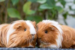 Two Guinea Pigs Nuzzling on Wicker Table photo