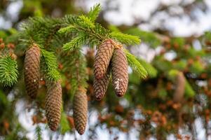 A young red fir cone on green branches on a green background with resin photo