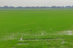 Green Verdant Rice Paddy Field photo