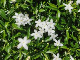 White Star Jasmine Flowers in Sunlight photo