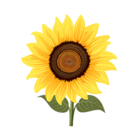 AI generated Radiant Sunflower Blossom Vibrant Yellow Petals, Nature's Beauty Captured in Sunny Field png