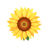 ai generado radiante girasol florecer vibrante amarillo pétalos, de la naturaleza belleza capturado en soleado campo png