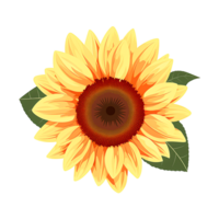 AI generated Radiant Sunflower Blossom Vibrant Yellow Petals, Nature's Beauty Captured in Sunny Field png