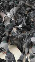 feeding pigeon birds on floor . video