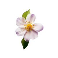 AI generated Flower isolated on png background