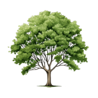 AI generated Green Tree, cartoon clipart, isolated on transparent background. png