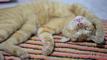 Tom cat lies on the doormat in soft evening light, hand on his head. Poor cozy cat. Home pets video