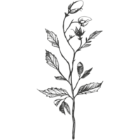 Black silhouette of plants and flowers. png