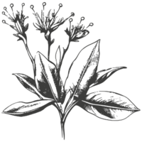 Black silhouette of plants and flowers. png