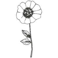 Black silhouette of plants and flowers. png