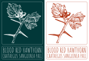 Drawings BLOOD RED HAWTHORN. Hand drawn illustration. Latin name CRATAEGUS SANGUINEA PALL. png