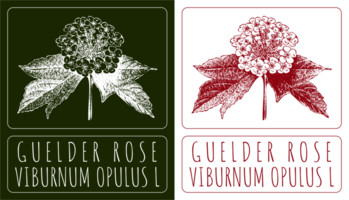 desenhos guelder rosa. mão desenhado ilustração. latim nome viburnum opulus eu. png