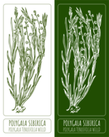 ritningar polygala sibirica. hand dragen illustration. latin namn polygala tenuifolia willd. png