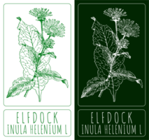 Drawings ELFDOCK. Hand drawn illustration. Latin name INULA HELENIUM L. png