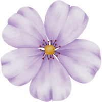 a watercolor flower with purple petals on a transparent background png