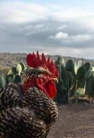 Farm Piroco rooster with bare neck and space for text photo