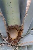 Agave Americana maguey pulquero plant to obtain pulque in Mexico photo