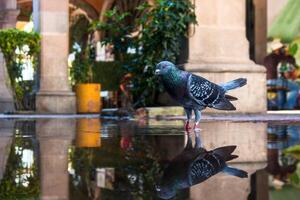 Breed Carrier pigeon in city park, with space for text photo