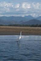 White Ardea alba bird on the beach of Ixtapa Zihuatanejo, Mexico, with space for text photo