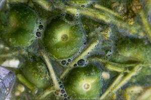 Boiling green tomato with cilantro in Mexico, to cook green sauce photo