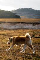 Akita Dog walking in open field, relaxed sunset with space for text photo