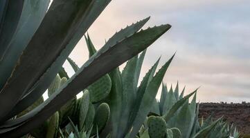 americano agave maguey y nopales en mexico con espacio para texto foto