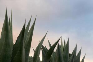 Maguey Agave Americana plant with sky in background and space for text photo