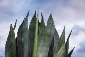 agave salmiana maguey con cielo en el antecedentes y espacio para texto foto