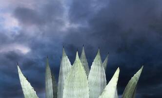 Background and texture of Agave Americana maguey plant with space for text photo