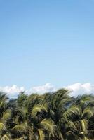 Beach landscape with coconut palm trees, Cocos nucifera, sky in the background and space for text photo