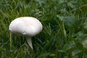 agaricus arvensis hongos blanco hongo en el jardín con espacio para texto foto