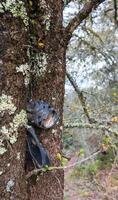 Old sandals abandoned in a tree photo