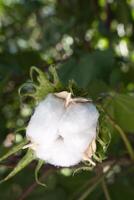 Gossypium arboreum, cotton plant, with space for text photo