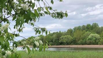lindo Primavera paisagem, floresta em a rio banco, exuberante vegetação, branco pássaro cereja flores dentro a primeiro plano video