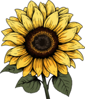 AI generated sunflower illustration isolated on transparent background. png