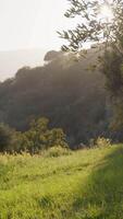 primavera luce del sole su il verde paesaggio video