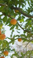 Sicily Oranges Hanging From The Branches Of The Tree video