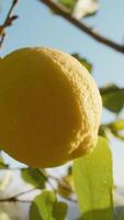 Calm And Joy Of Spring Reflected In A Lemon Tree video