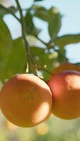 zon stralen verlichting een groep van oranje fruit video