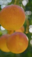 naranja frutas colgando en el Mediterráneo campo video