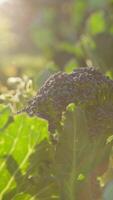 lumière du soleil sur le feuilles de une brocoli plante video