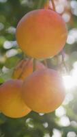 luce del sole colorazione il mediterraneo arance video