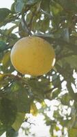 Jaune citron pendaison de le branches de une arbre video