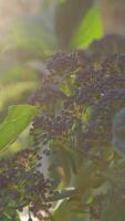 lila Brokkoli wachsend im das Grün Natur video