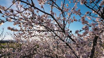 Passing Through The Branches Of An Almond Tree video